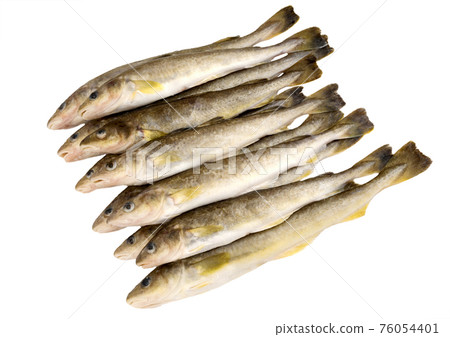 Fresh raw fish isolated. Saltwater fish. Navaga fish. Saffron cod. Fresh raw fish isolated. Saltwater fish. Navaga fish. Saffron cod. 76054401