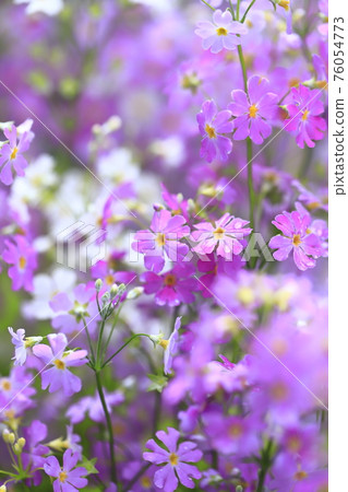Pink and white primroses 76054773