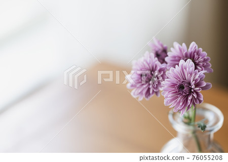淡紫色噴菊花 淡紫色噴菊花 76055208