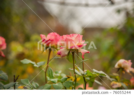 Beautiful roses in garden, in the rays of the setting sun. 76055244