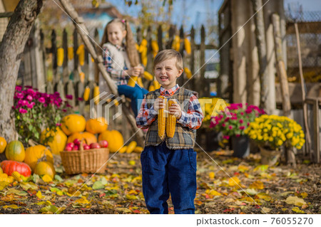 Autumn gathering apples on the farm. Children collect fruit in the basket. Outdoor fun for kids. Autumn gathering apples on the farm. Children collect fruit in the basket. Outdoor fun for kids. 76055270