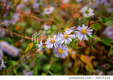Autumn flowers in the garden, beautiful chrysanthemums. Gardening. Autumn flowers in the garden, beautiful chrysanthemums. Gardening. 76055288