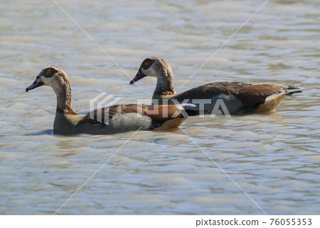 Egyptian goose {Alopochen aegyptiaca} Kruger National Park, South africa 76055353