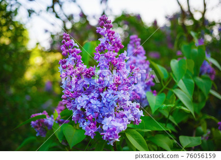 Spring blooming lilac 76056159