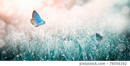 Flying butterflies over summer meadow. Morning grass with dew Flying butterflies over summer meadow. Morning grass with dew 76056162