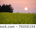 Sunset over a field of rape blossoms at dusk 76056194