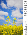 Two rape blossoms growing in the blue sky 76056195