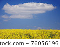 Large white clouds floating above the rape field 76056196