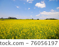 Vast rape field and blue sky 76056197