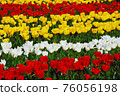 Three-color tulip line 76056198