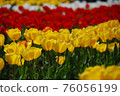 Yellow tulips in colorful flower beds 76056199