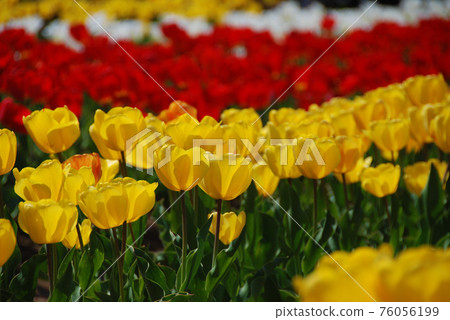 Yellow tulips in colorful flower beds 76056199