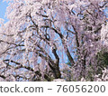 Weeping cherry blossoms and blue sky in full bloom 76056200