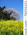 Weeping cherry blossoms and rape field on the battlefield that shine in the blue sky 76056201