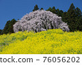 Weeping cherry blossoms and rape field on the battlefield that shine in the blue sky 76056202