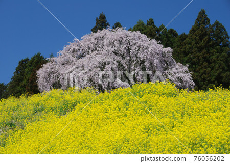 Weeping cherry blossoms and rape field on the battlefield that shine in the blue sky 76056202