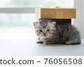 Cute persian kitten in box 76056508