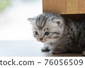 Cute persian kitten in box 76056509