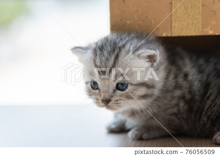 Cute persian kitten in box Cute persian kitten in box 76056509
