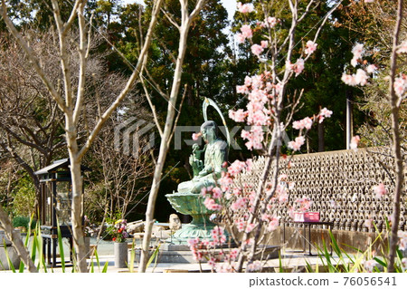 欽國寺的水子地藏和小櫻 76056541