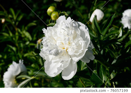 White peony flower blooming in the garden. White peony flower blooming in the garden. 76057199