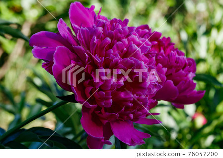 Purple peony flower blooming in the garden. Purple peony flower blooming in the garden. 76057200