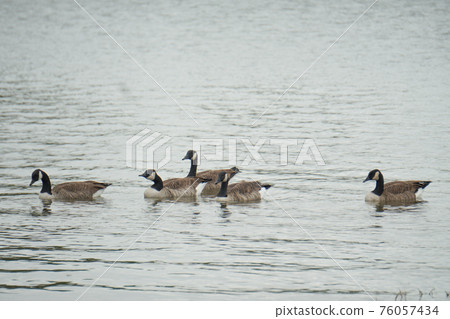 Canadian geese paddling on the lake Canadian geese paddling on the lake 76057434