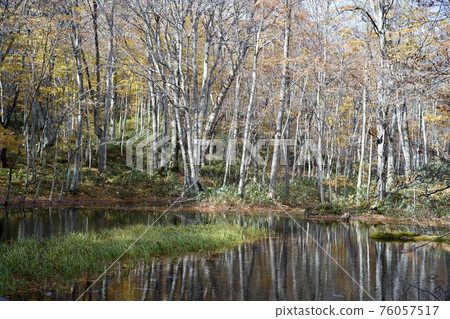 Pond in the autumn forest 76057517