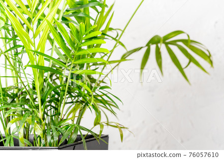 Chamaedorea elegans or Parlour Palm house plant Chamaedorea elegans or Parlour Palm house plant 76057610