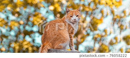 Red cat staring at the camera on blurred green background Red cat staring at the camera on blurred green background 76058222