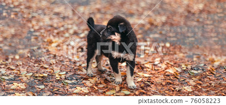 Happy puppy dog walks in the autumn park. Wet leaves after rain in the forest 76058223