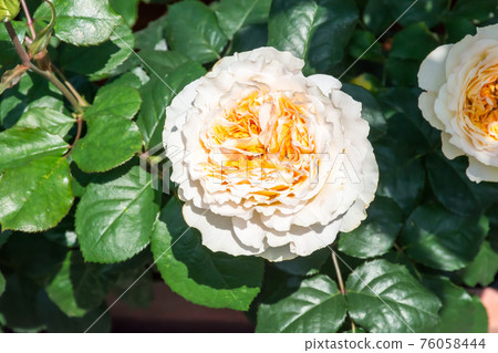 Blooming roses Blooming roses 76058444