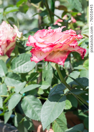 Blooming roses Blooming roses 76058445