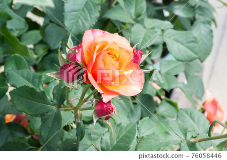 Blooming roses Blooming roses 76058446