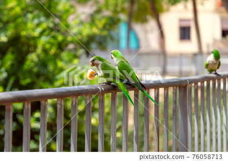 Couple of green parrots share bread on a fence in the city 76058713