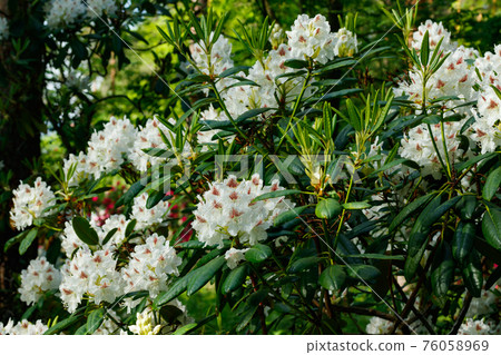 White rhododendron flowers in the park, Finland White rhododendron flowers in the park, Finland 76058969