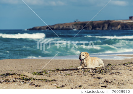 Resting dog on a beach Resting dog on a beach 76059950