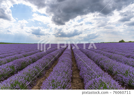 Lavender flower field at sunset. 76060711