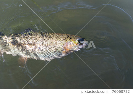 Catching a brown trout in the river. 76060722
