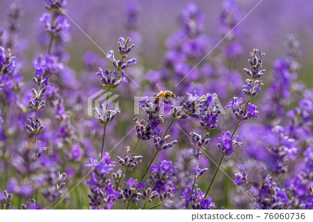 Blooming lavender in a field at sunset. Blooming lavender in a field at sunset. 76060736