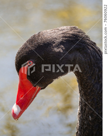 Close up shot of black swan on the lake Close up shot of black swan on the lake 76060922