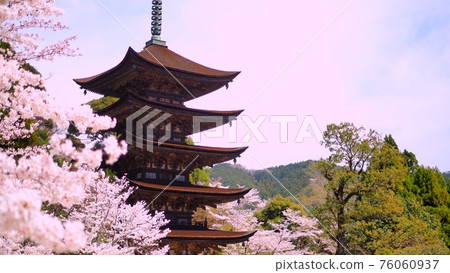 Rurikoji and cherry blossoms 76060937