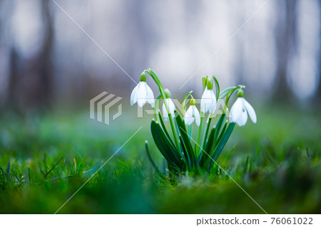 Snowdrop flower on spring meadow Snowdrop flower on spring meadow 76061022