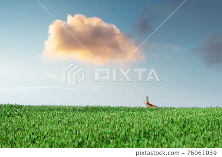 Small grey rabbit hare in green grass 76061039