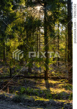 A forest path in beautiful early morning light. Green moss on the ground A forest path in beautiful early morning light. Green moss on the ground 76061562
