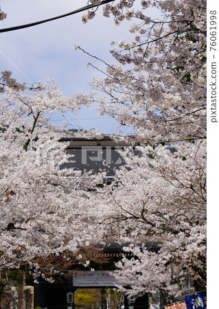 Cherry blossoms at Kegonji Temple Cherry blossoms at Kegonji Temple 76061998