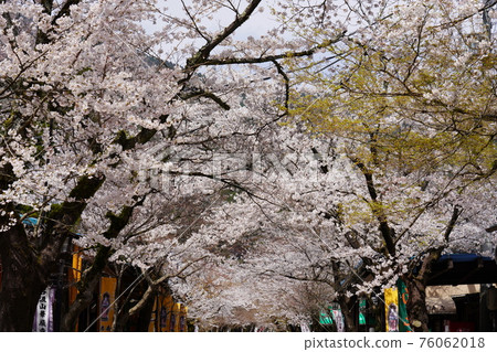 華嚴寺的櫻花 76062018