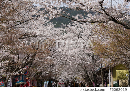 Cherry blossoms at Kegonji Temple 76062019