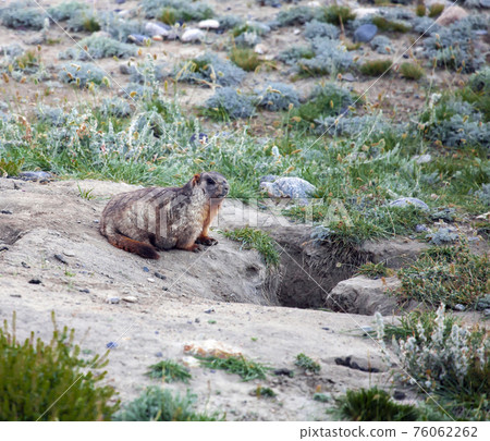 Gray or Altai marmot is a large rodent at the entrance to its burrow in the mountains. 76062262