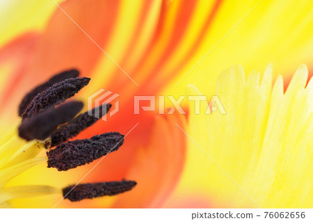 Core tulip petals pestle and stamen 76062656